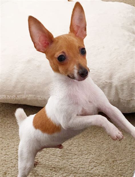 Toy fox terrier | Toy fox terrier puppies, Toy fox terriers, Miniature ...
