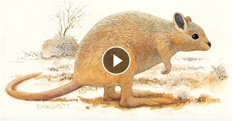 Extinct Animals 20th Century! - Bright FACTS!