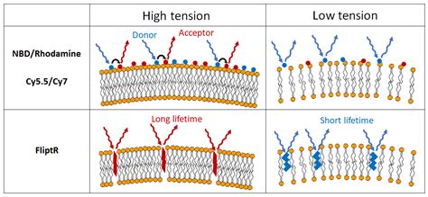 Identifying and Manipulating Giant Vesicles: Review of Recent Approaches