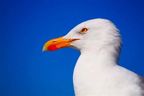 Madeira Confirms First Case of H5 Bird Flu Virus in Wild Seagull