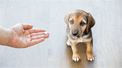 Pet Supplements & Vitamins In Montclair, NJ | Montclair Veterinary ...