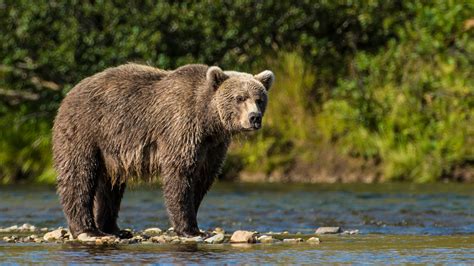 The Bear Safety Rhyme To Keep In Mind During Your Next Outdoor Adventure