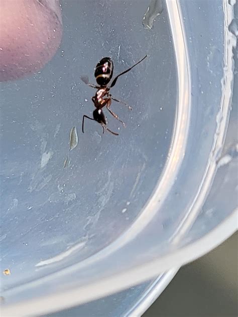 Is this a sugar ant queen or worker? I found it on Utah June 11th : r/ants