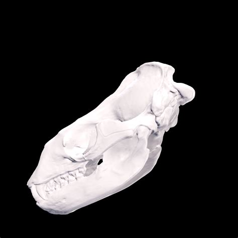 STL file leopard-seal-skull ANATOMY GUTS INTESTINES INTERIOR STOMACH ...