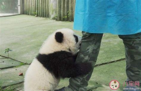 为什么大熊猫喜欢抱饲养员大腿 熊猫会认饲养员吗 _八宝网