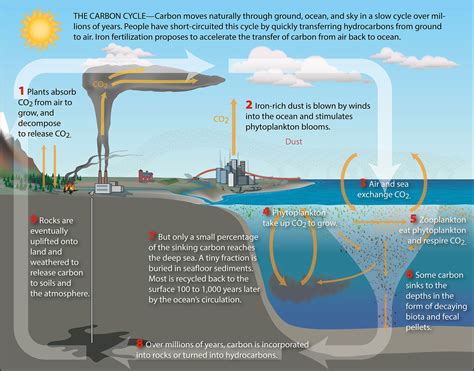 Carbon Cycle Ocean The Global Carbon Cycle Animation #climatechange