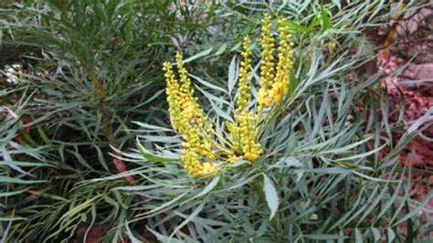 Soft Caress Mahonia | PlantAddicts.com