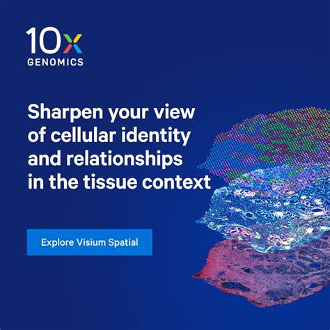10X Spatial Transcriptomics 的图像结果