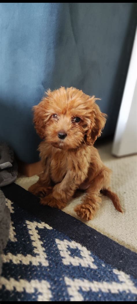 10 Week Old Cavapoo 的图像结果