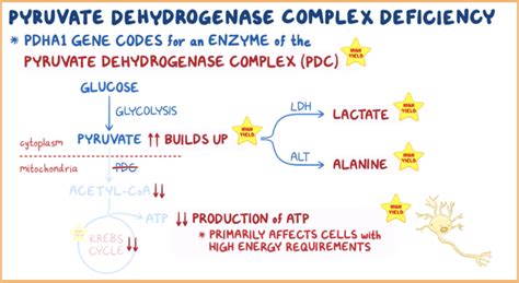 Image result for Genetic Inheritance of Pyruvate Dehydrogenase Complex