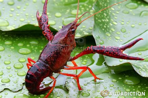 Red Swamp Crayfish - Procambarus clarkii Crayfish Profile & Care Guide