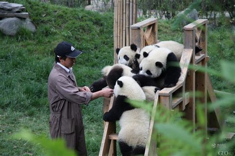 旅美熊猫幼崽“小奇迹”首次公开亮相，驻美大使崔天凯：快和访客说你好！_手机新浪网