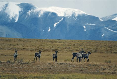 Tundra Climate Pictures