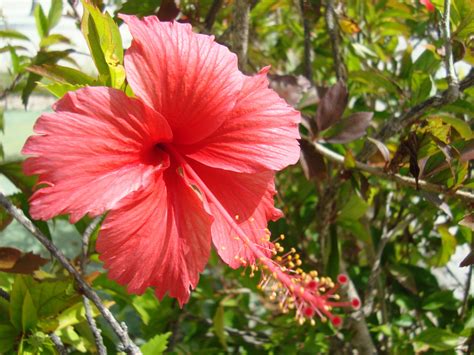 Dominican Republic Flowers