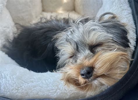 Mini Dogs to Adopt 的图像结果