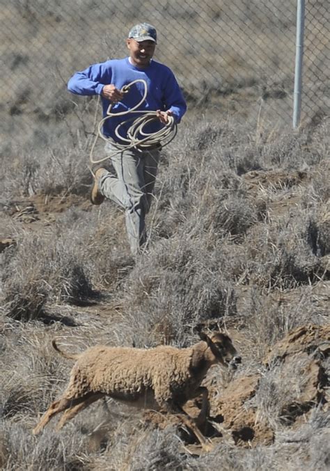 Pohakuloa sheep round-up enhances safety at Bradshaw Army Airfield ...