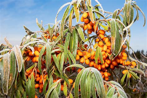 Researched Sea Buckthorn Oil Supports Your Well-Being in Many Ways