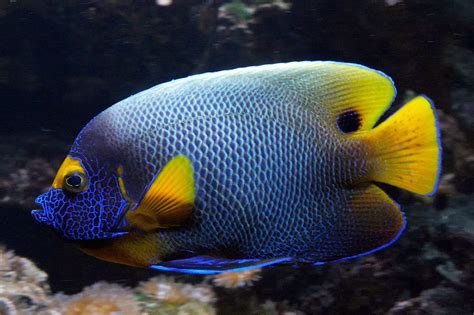 27 Most Popular Types of Saltwater Angelfish