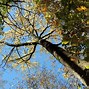 Image result for Tulip Trees Information