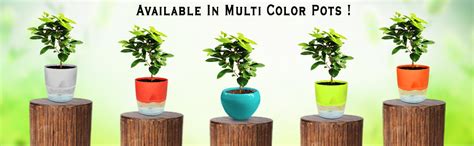 GrowKaro Air Purifying Live Ficus Compacta Indoor Plant with Blue Metal ...