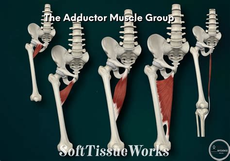 The Adductor Muscle Group