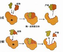 Image result for 酶促