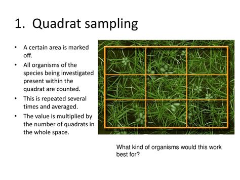 Image result for Sampling Using Quadrats BBC Bitesize
