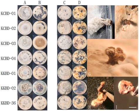 Re-Identification of Dollar Spot Pathogen on Creeping Bentgrass and ...