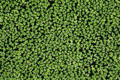 DUCKWEED PLANTS Floating Water Plant Live | LEMNA MINOR Aquatic Plants ...