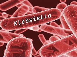 Image result for klebsiella