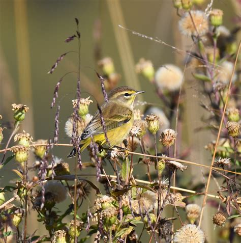 Anson B. Nixon Park with Ian Stewart - Delaware Ornithological Society
