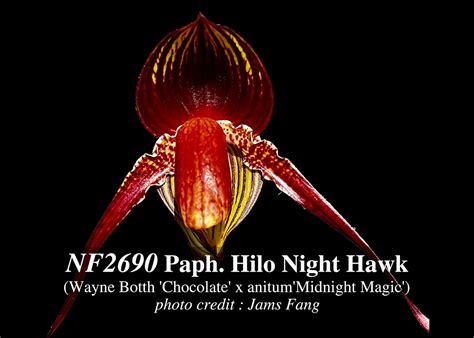 Paph. Hilo Night Hawk (Wayne Botth ' Chocolate ' x anitum ' Midnight ...