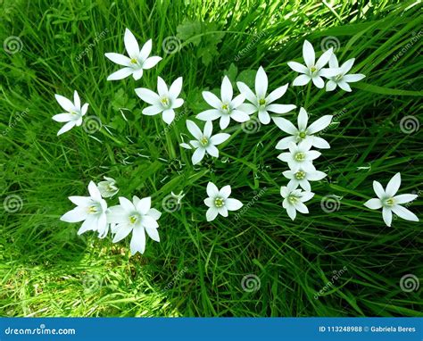 Ornithogalum Umbellatum- Six Petal Flower- Star of Bethlehem, White ...