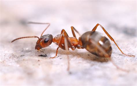 【蚂蚁2摄影图片】生态摄影_太平洋电脑网摄影部落
