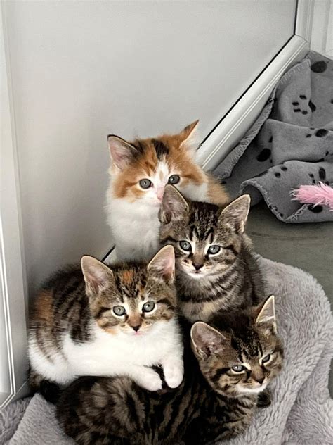 Woodlands Animal Sanctuary Near Southport Overwhelmed with Kittens as Kitten Season Begins - Eye ...