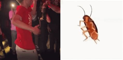 Image result for Dancing Cockroach Concert