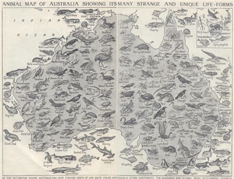 Australia Dangerous Animals Map | tvorimzvlny
