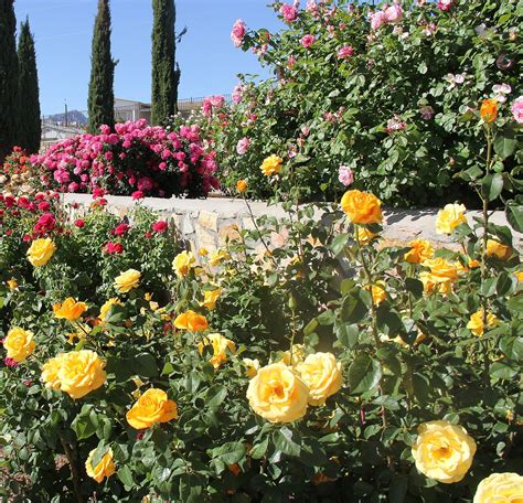 El Paso Municipal Rose Garden Reopens