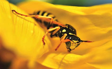 ततैया ने काटा तो क्या करें? ततैया काटने की सूजन कैसे उतारें, जानें पीली ...