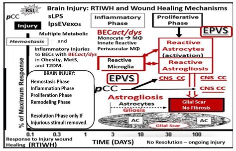 Brain Endothelial Cell Activation and Dysfunction (BECact/dys ...