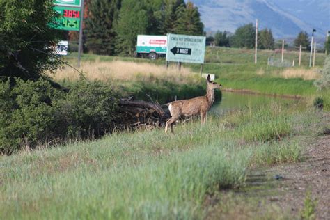 Habitat Fragmentation Meaning
