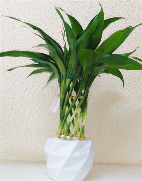 Image result for Bambu Da Sorte