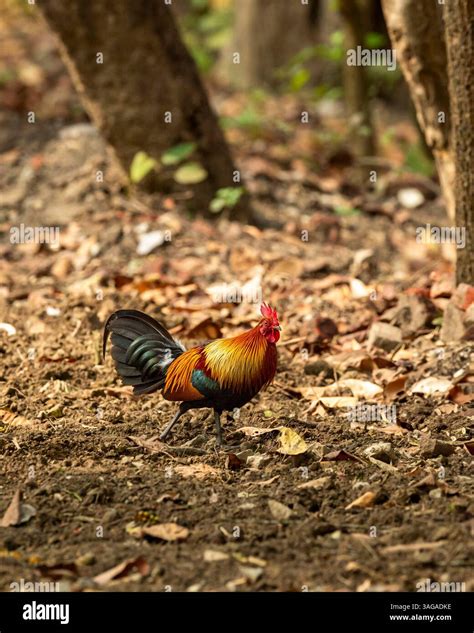 wild male Red junglefowl Gallus gallus bird wild ancestor of domestic fowl or chicken walking in ...