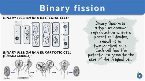 Image result for Binary Fission Examples