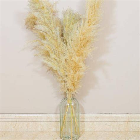 Imported Ivory pampas set of 5 stems ! – https://artecasa.in/