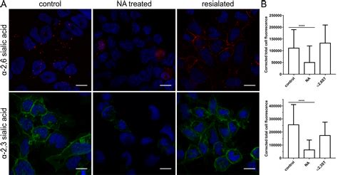 Canine Respiratory Coronavirus, Bovine Coronavirus, and Human ...