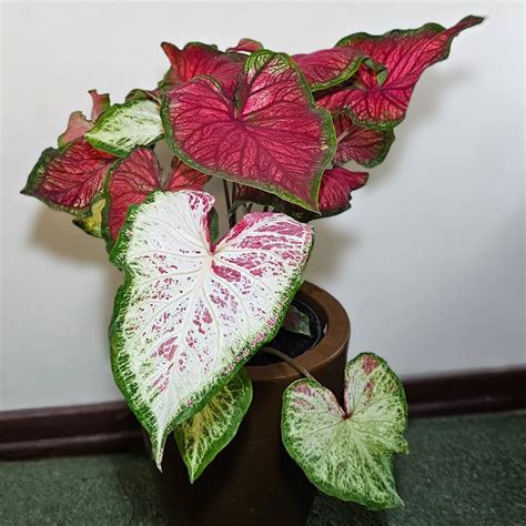 Caladium Plant Care: A Comprehensive Guide for Beginners and Experts ...
