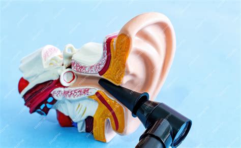 Premium Photo | Anatomical ear model and medical device used to check the ears otoscope ...