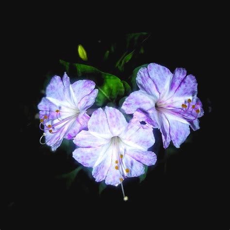 Flowers That Bloom At Night Flowers That Bloom At Night And Give You