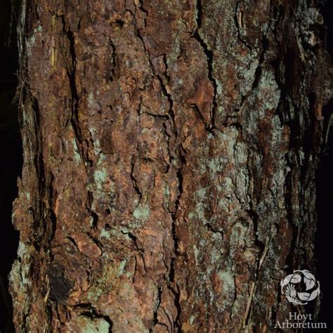 Larix occidentalis - Western Larch | Hoyt Arboretum, Portland, Oregon, USA